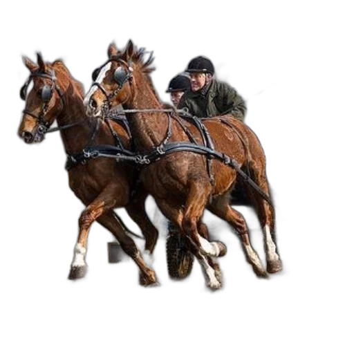 animal, staff, concept art, photorealistic transparent PNG cut-out