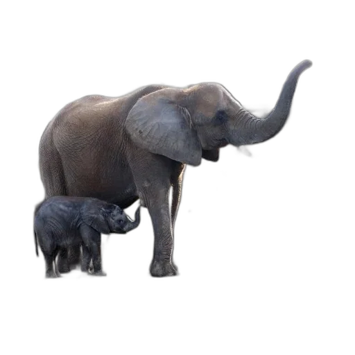 animal, creature, concept art, photorealistic transparent PNG cut-out