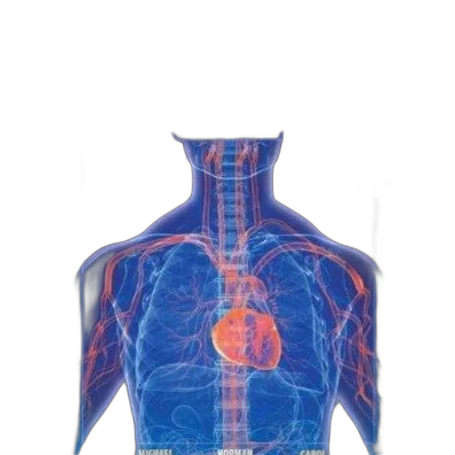 jacket, dress, bottle, robot transparent PNG cut-out