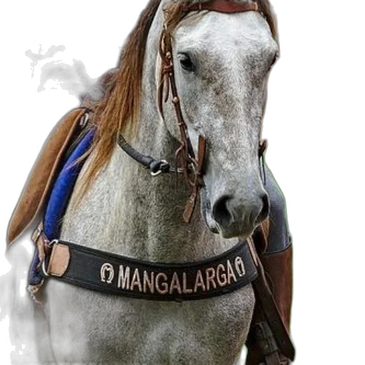 animal, staff, jewelry, photorealistic transparent PNG cut-out