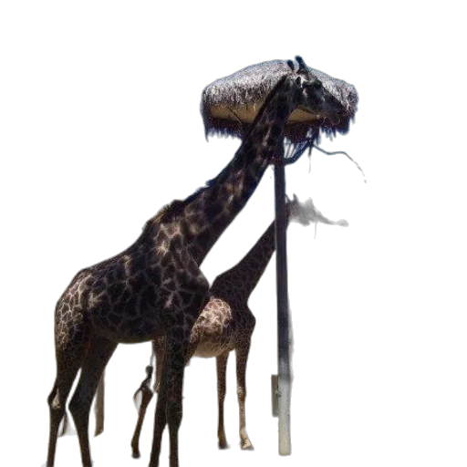 animal, staff, creature, umbrella transparent PNG cut-out