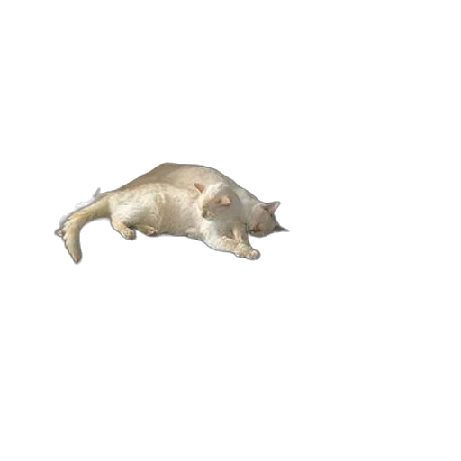 animal, creature, dragon, food transparent PNG cut-out
