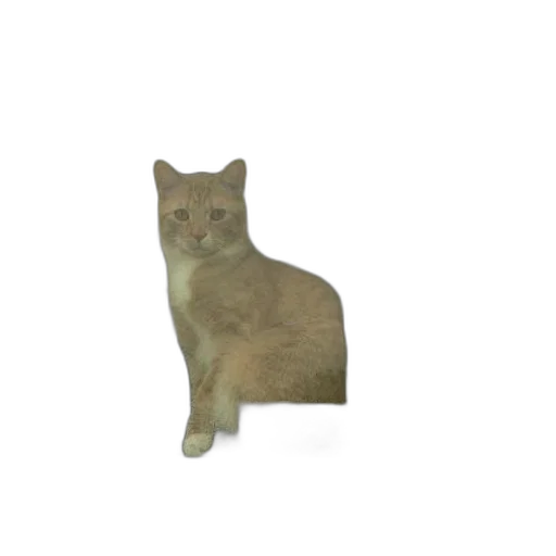 animal, creature, hat, robot transparent PNG cut-out