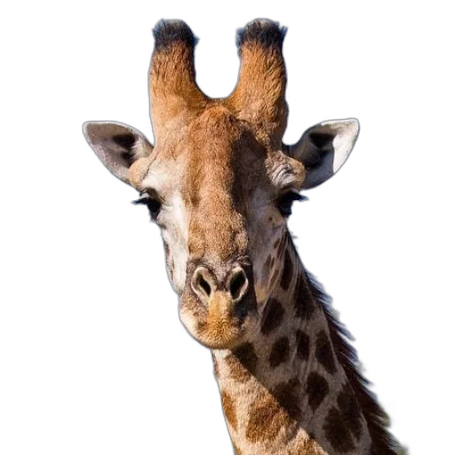 animal, creature, staff, face transparent PNG cut-out