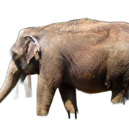 animal, creature, staff, weapon transparent PNG cut-out