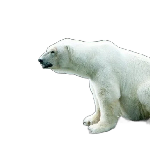 animal, creature, staff, face transparent PNG cut-out