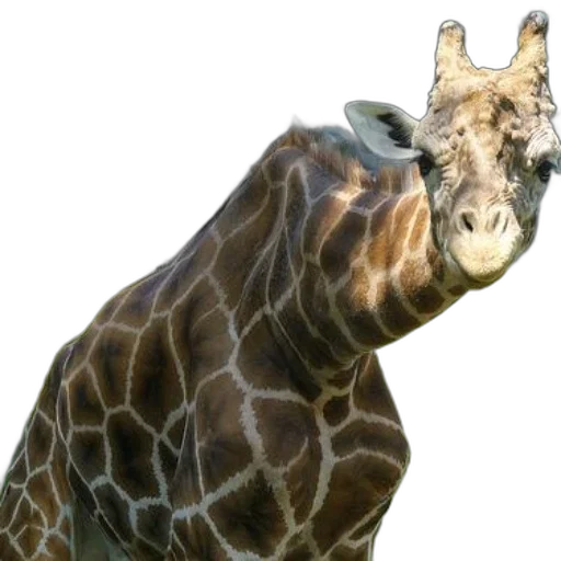 animal, creature, face, staff transparent PNG cut-out