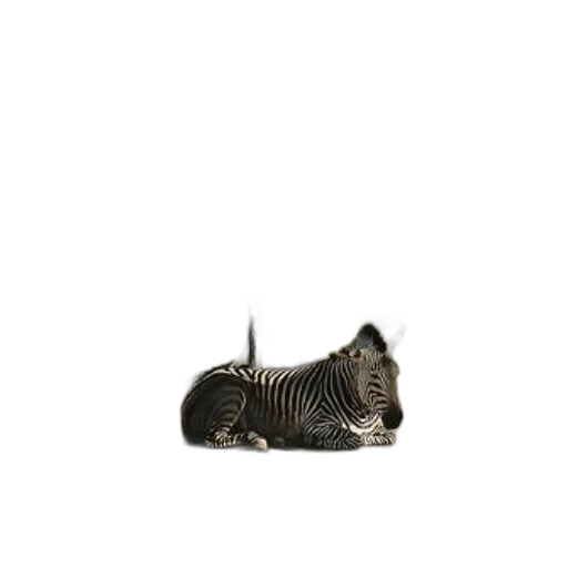 animal, shoes, jewelry, hair transparent PNG cut-out