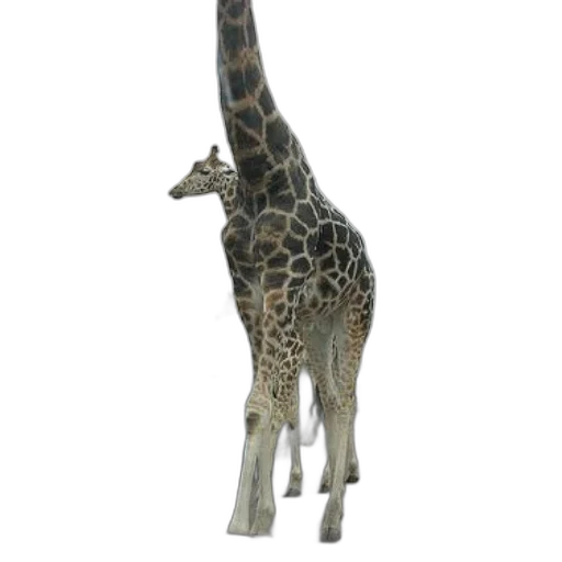 animal, creature, staff, weapon transparent PNG cut-out