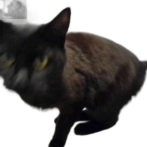 animal, creature, staff, robot transparent PNG cut-out
