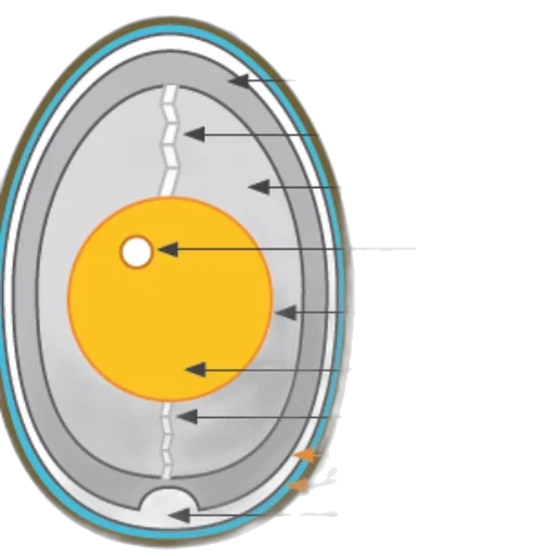 cross-sectional, diagram, egg, showing transparent PNG cut-out