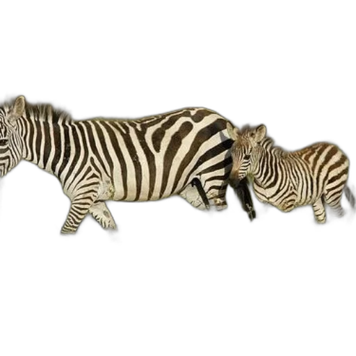 animal, creature, jewelry, staff transparent PNG cut-out
