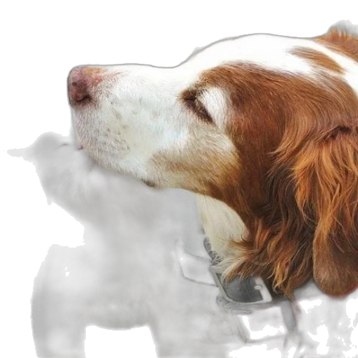 animal, photorealistic, watercolor, oil painting transparent PNG cut-out