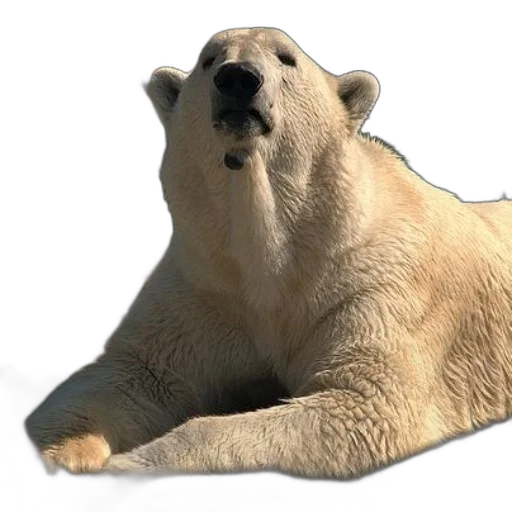 animal, creature, face, food transparent PNG cut-out