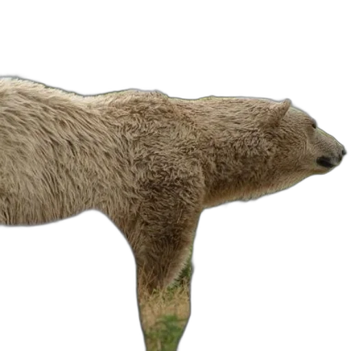 animal, creature, staff, hair transparent PNG cut-out