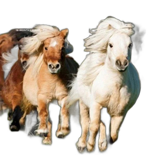 animal, jewelry, hair, photorealistic transparent PNG cut-out