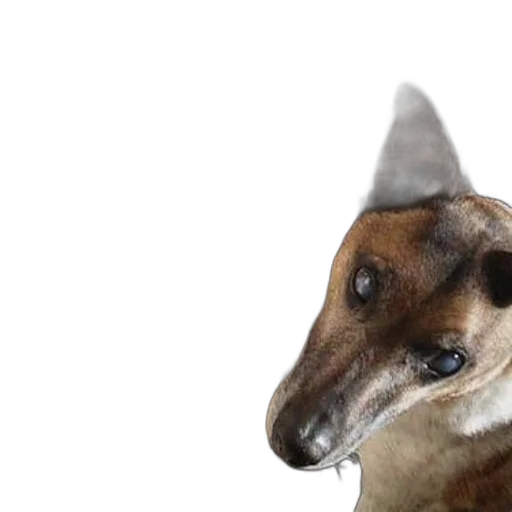 animal, hat, creature, staff transparent PNG cut-out