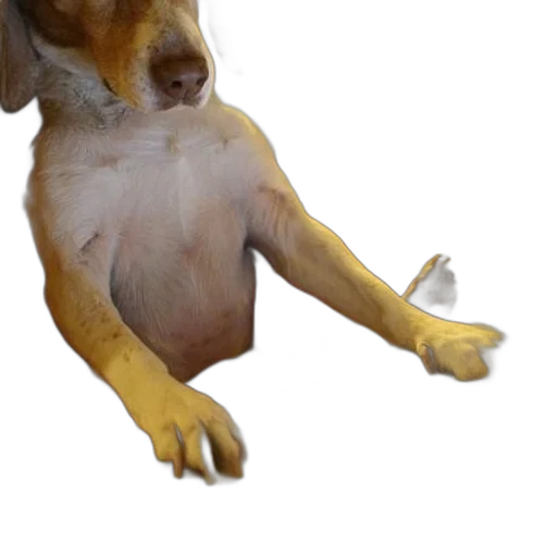 animal, staff, creature, shoes transparent PNG cut-out