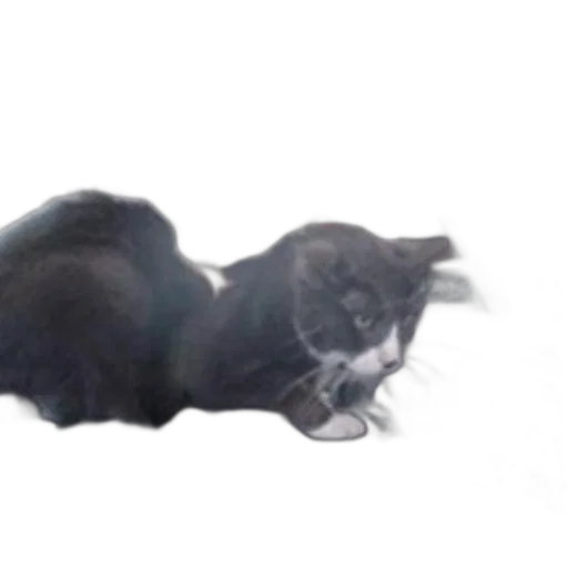 creature, animal, staff, dragon transparent PNG cut-out