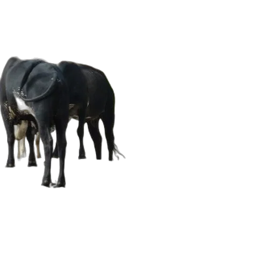 animal, hat, creature, robot transparent PNG cut-out