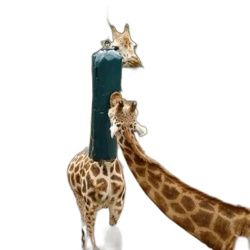 animal, bottle, staff, hat transparent PNG cut-out