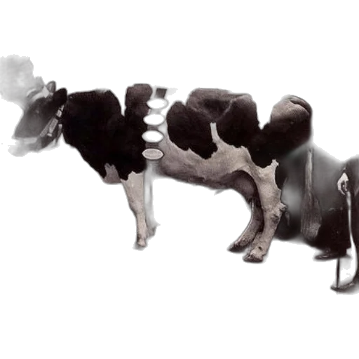 animal, weapon, robot, creature transparent PNG cut-out