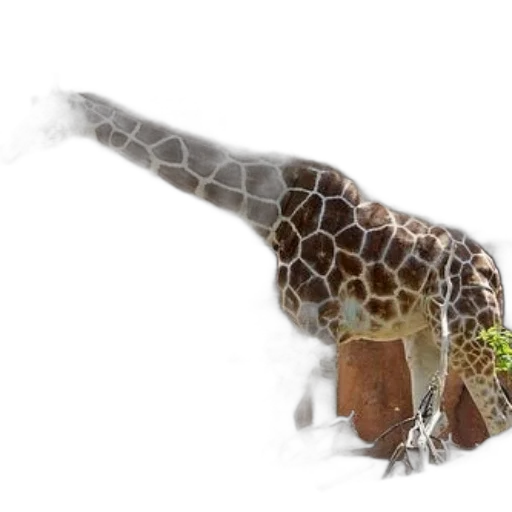animal, creature, dragon, staff transparent PNG cut-out