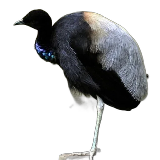 animal, staff, crown, creature transparent PNG cut-out