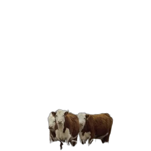 animal, furniture, creature, food transparent PNG cut-out