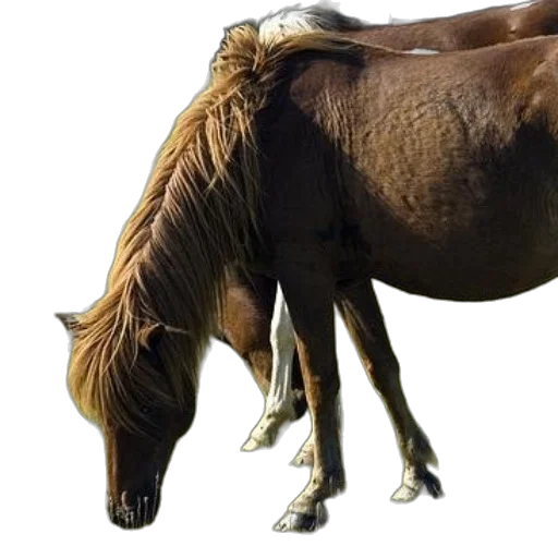 animal, hair, creature, staff transparent PNG cut-out