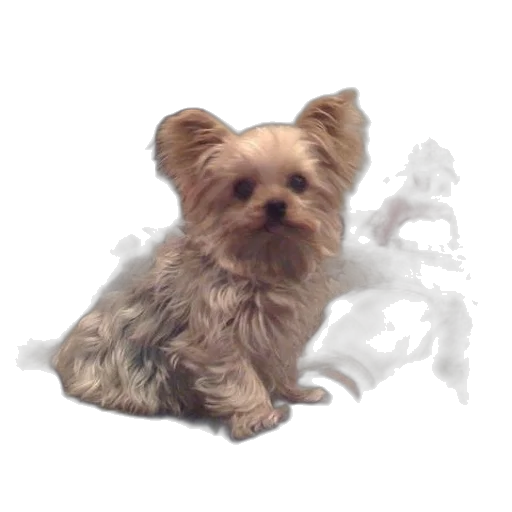 animal, creature, staff, face transparent PNG cut-out