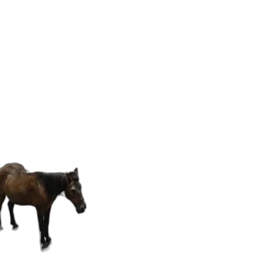 animal, creature, furniture, hat transparent PNG cut-out