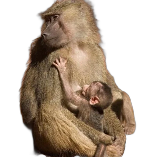 animal, jewelry, photorealistic, mother transparent PNG cut-out