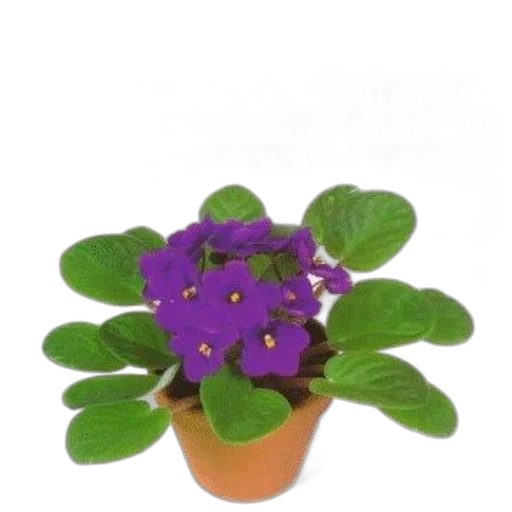 flower, crown, jewelry, hat transparent PNG cut-out