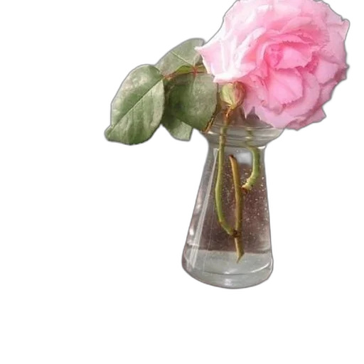 flower, bottle, crown, jewelry transparent PNG cut-out
