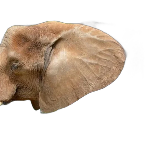 animal, creature, hair, hat transparent PNG cut-out
