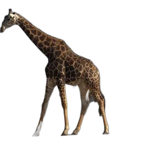 animal, creature, staff, weapon transparent PNG cut-out