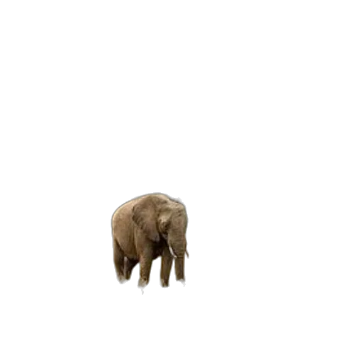 animal, creature, furniture, weapon transparent PNG cut-out