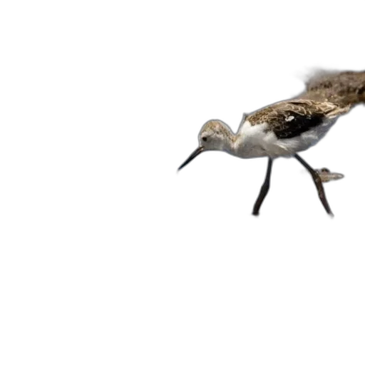 animal, creature, shoes, weapon transparent PNG cut-out