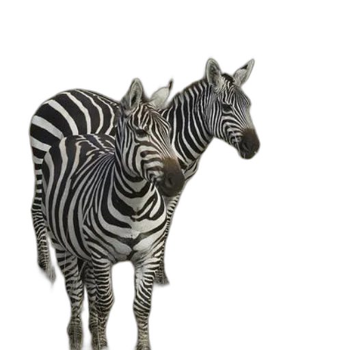 animal, creature, jewelry, furniture transparent PNG cut-out
