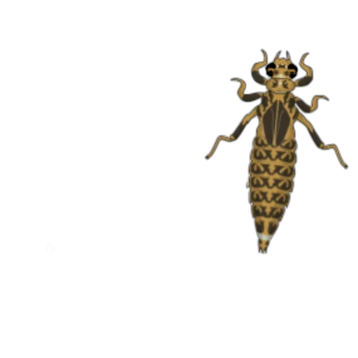 animal, creature, crown, staff transparent PNG cut-out