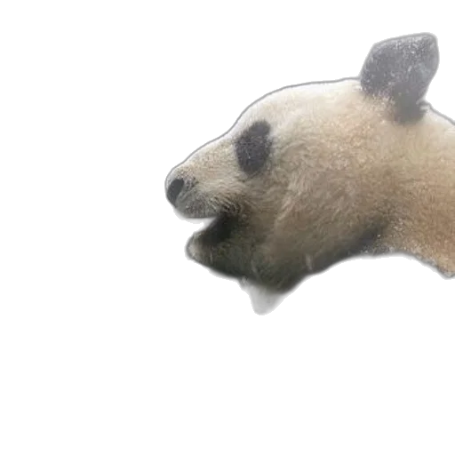 animal, mask, creature, staff transparent PNG cut-out