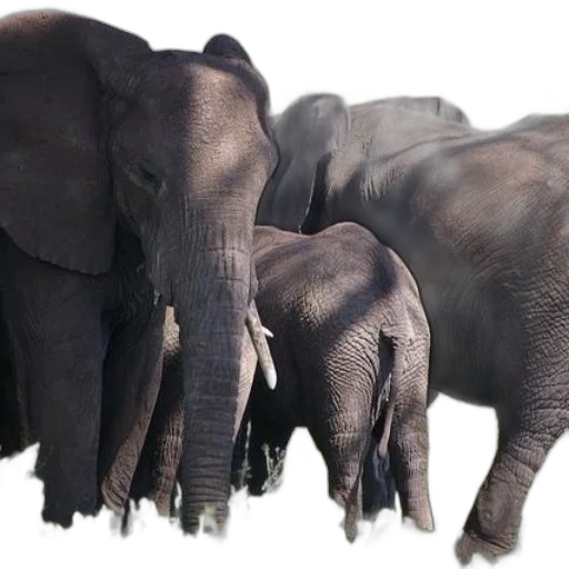 animal, staff, 3d render, photorealistic transparent PNG cut-out