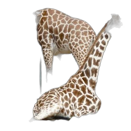 shoes, animal, umbrella, creature transparent PNG cut-out