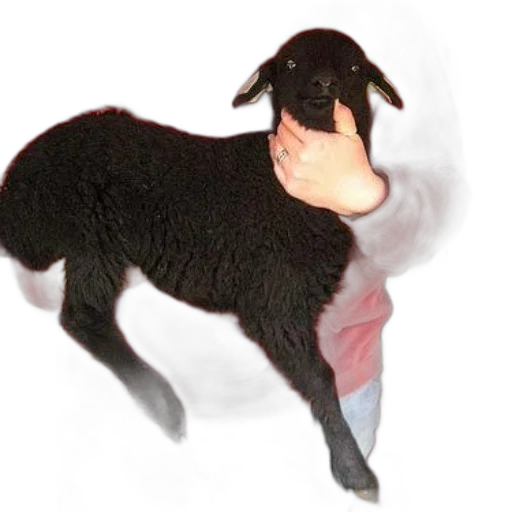 animal, staff, creature, dress transparent PNG cut-out