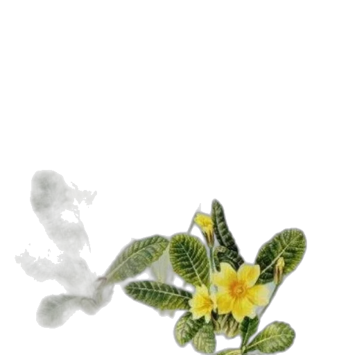 flower, crown, jewelry, staff transparent PNG cut-out