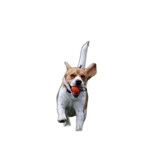 animal, staff, creature, hat transparent PNG cut-out