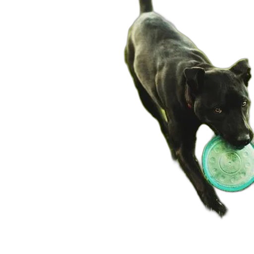 animal, food, 3d render, photorealistic transparent PNG cut-out