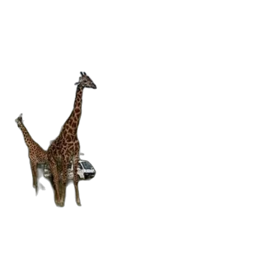 animal, creature, shoes, hat transparent PNG cut-out