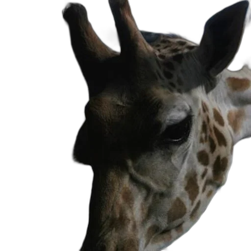 animal, face, creature, hat transparent PNG cut-out